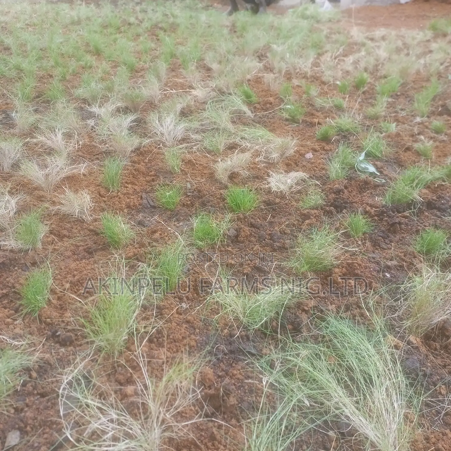 Grass Planting Lawn Establishment
