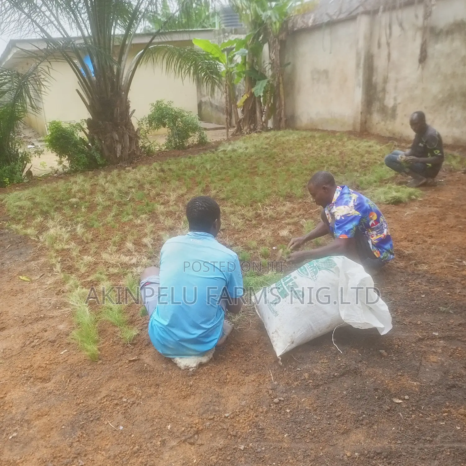 Grass Planting Lawn Establishment