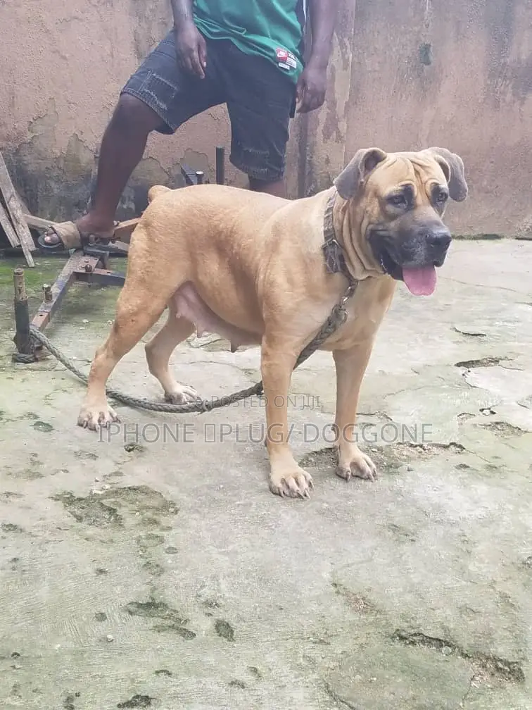 1+ year Female Purebred Boerboel