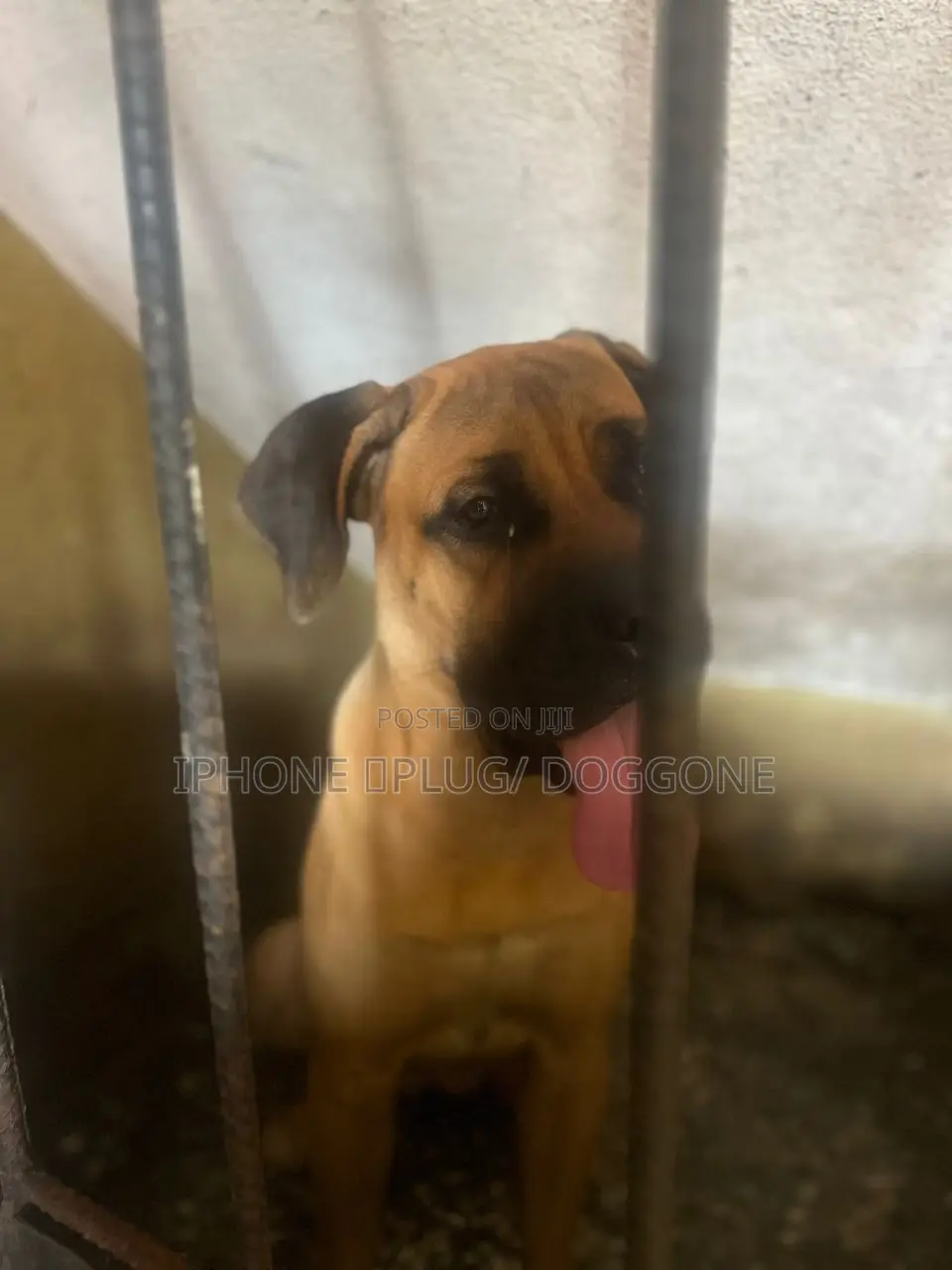 1+ year Female Purebred Boerboel