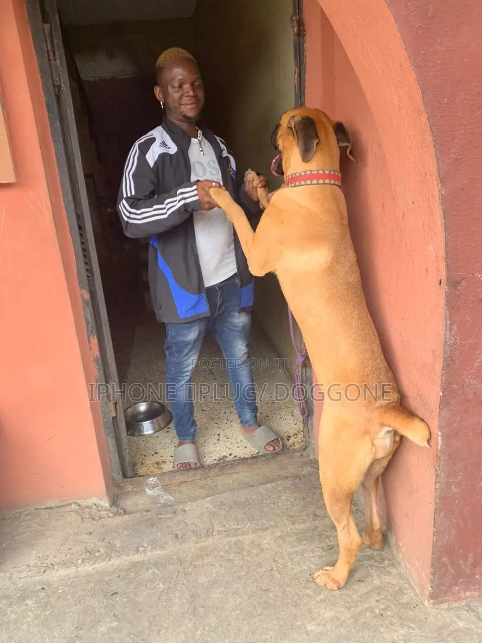 1+ year Female Purebred Boerboel