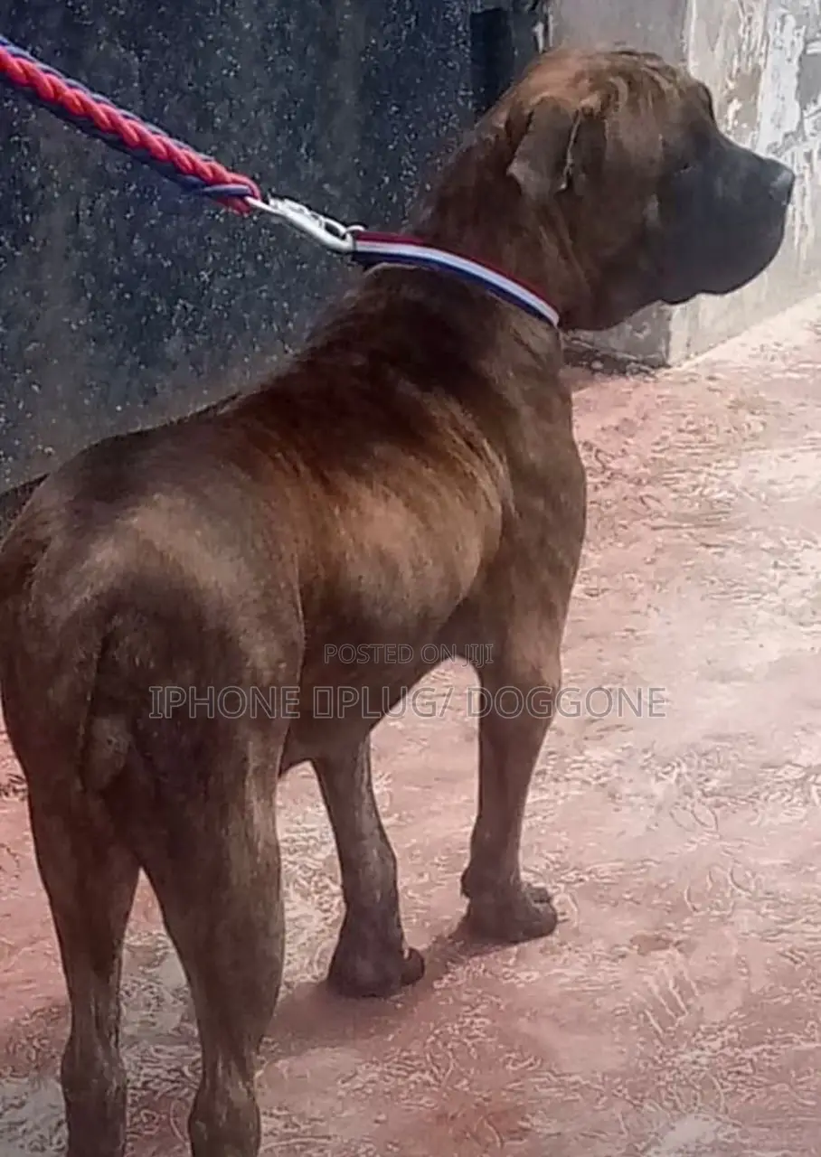 1+ year Male Purebred Boerboel