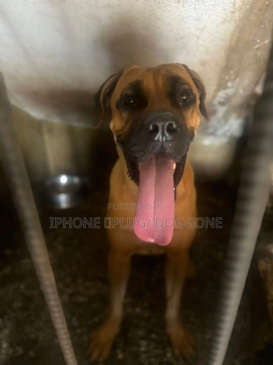 1+ year Male Purebred Boerboel