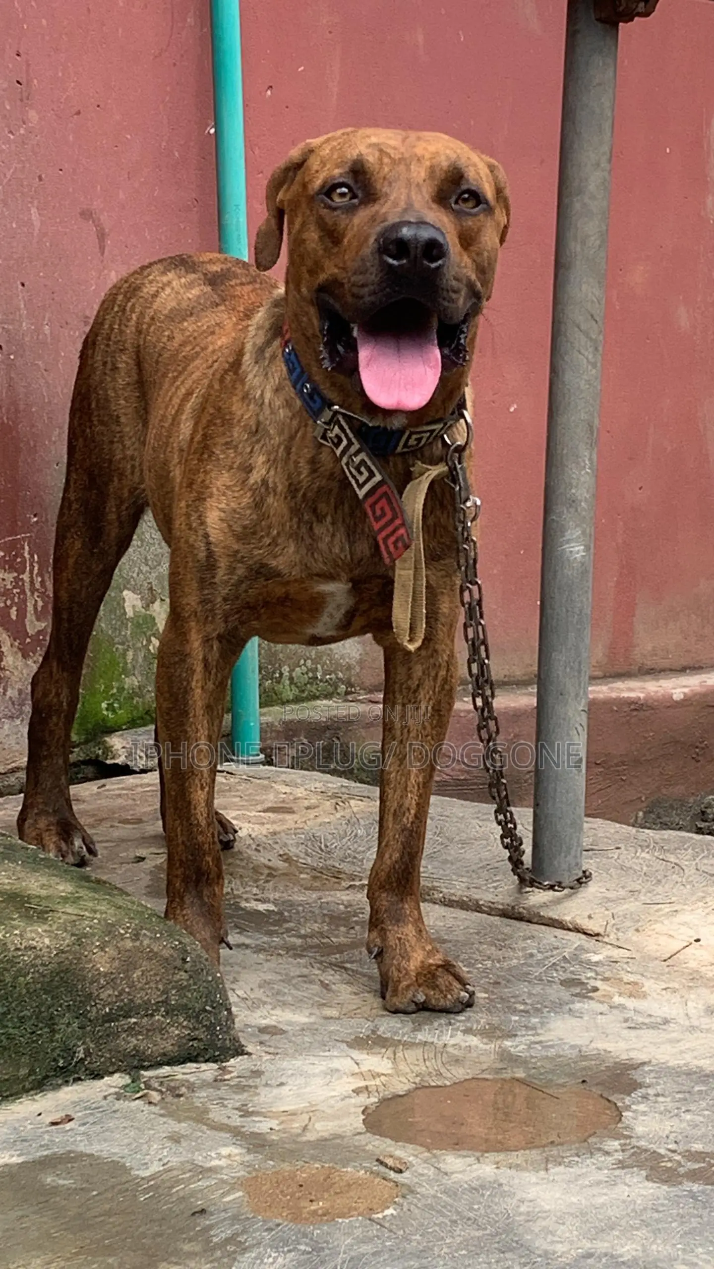 1+ year Male Purebred Boerboel