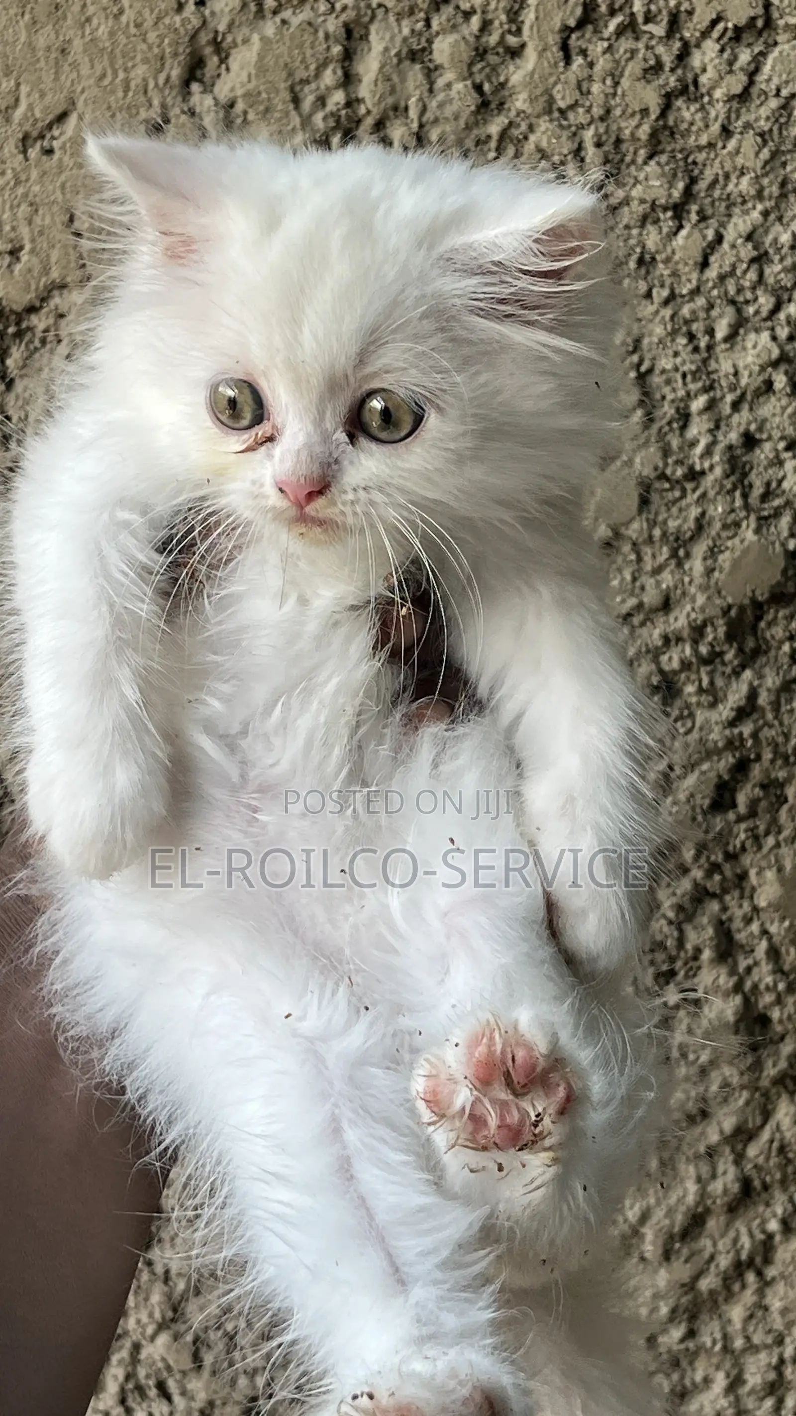 1-3 months Male Purebred Persian