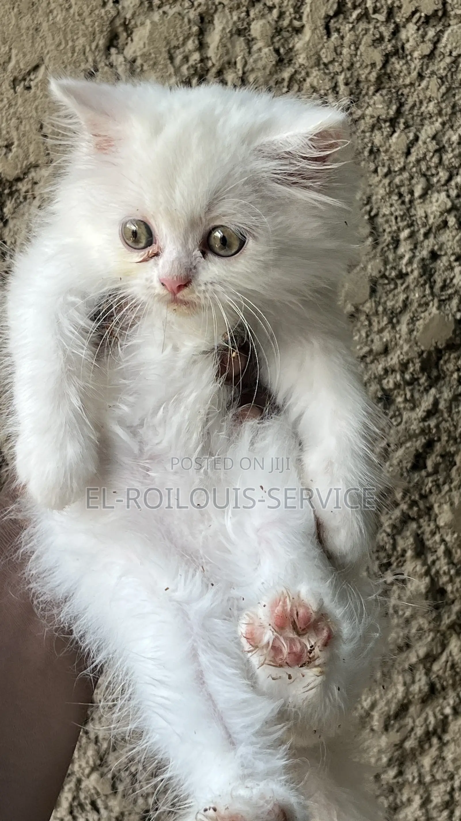 1-3 months Male Purebred Persian