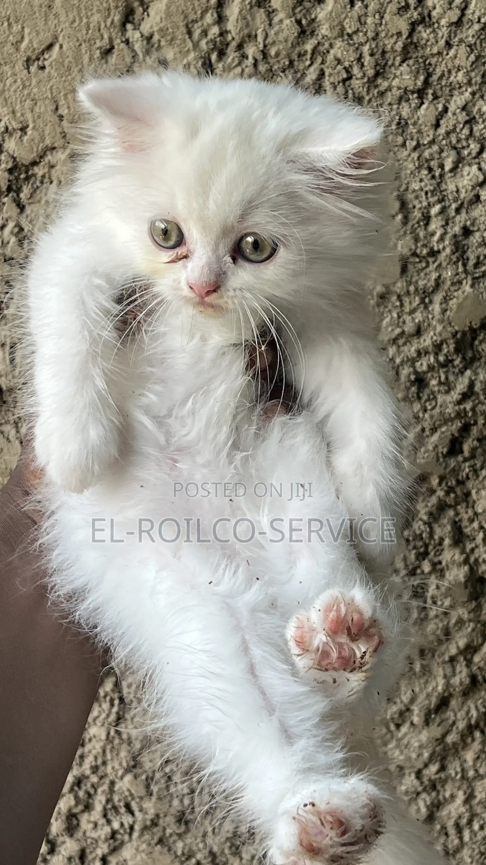 1-3 months Male Purebred Persian