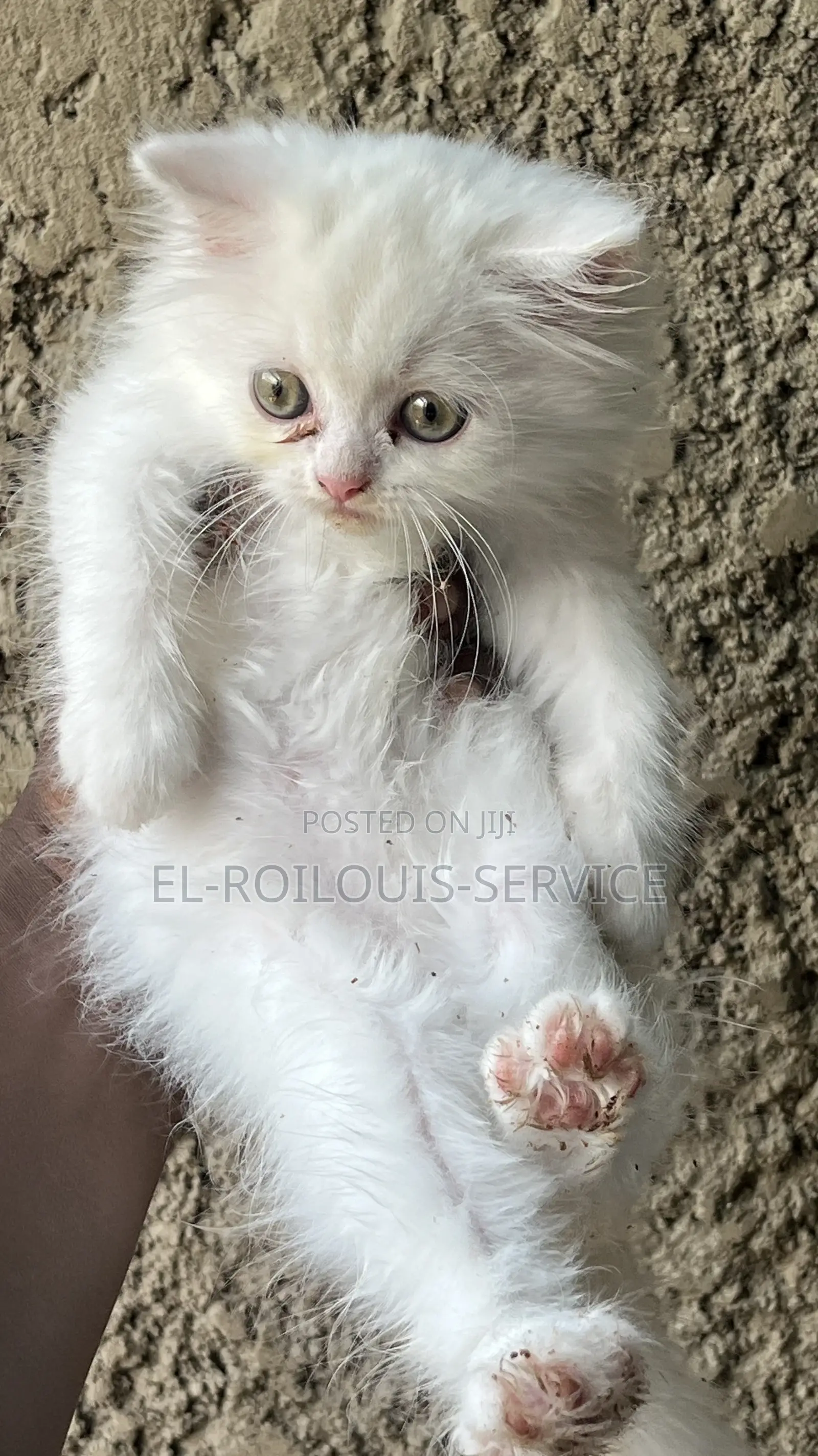 1-3 months Male Purebred Persian