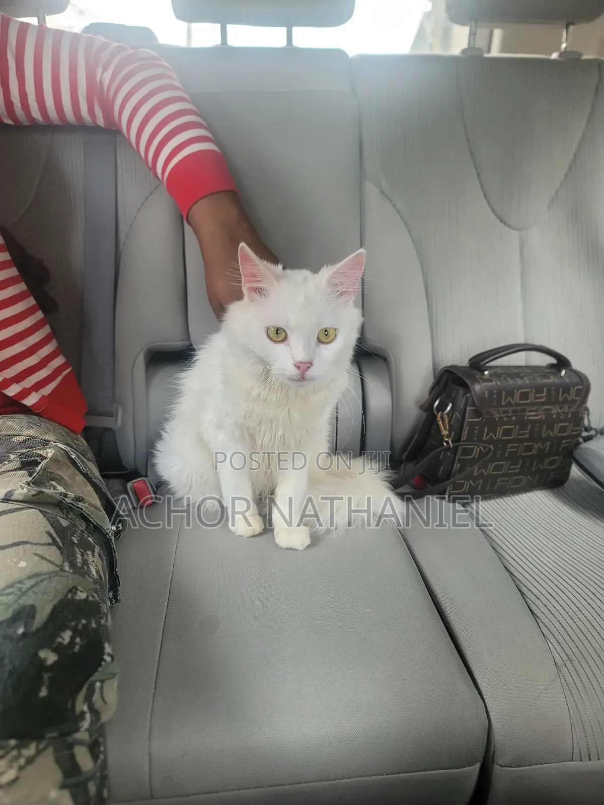 6-12 months Female Purebred Persian