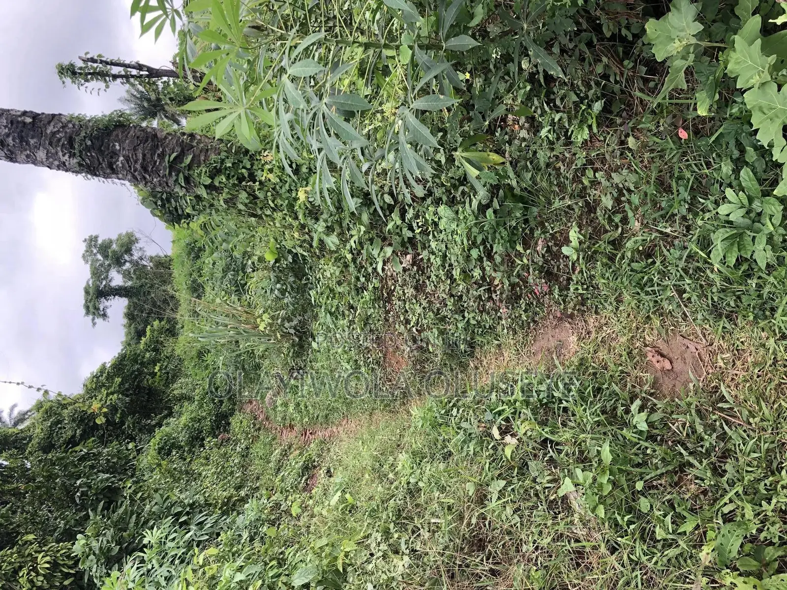 Farmland for Good Agriculture Purpose in Ogun State Nigeria