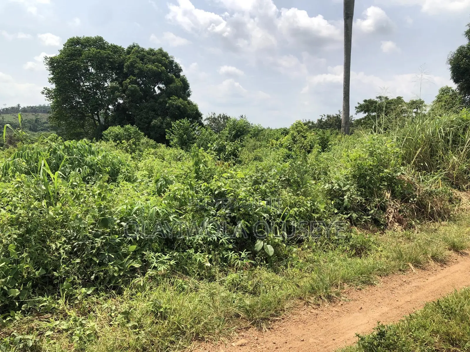 Farmland for Good Agriculture Purpose in Ogun State Nigeria