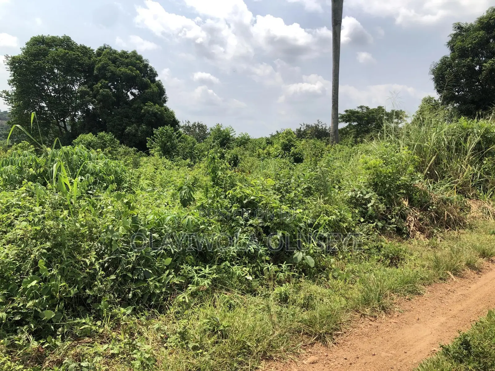 Farmland for Good Agriculture Purpose in Ogun State Nigeria