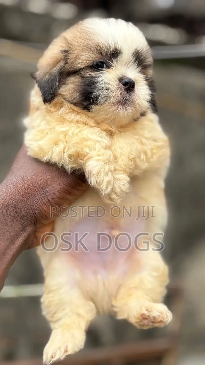 1-3 months Female Purebred Lhasa Apso