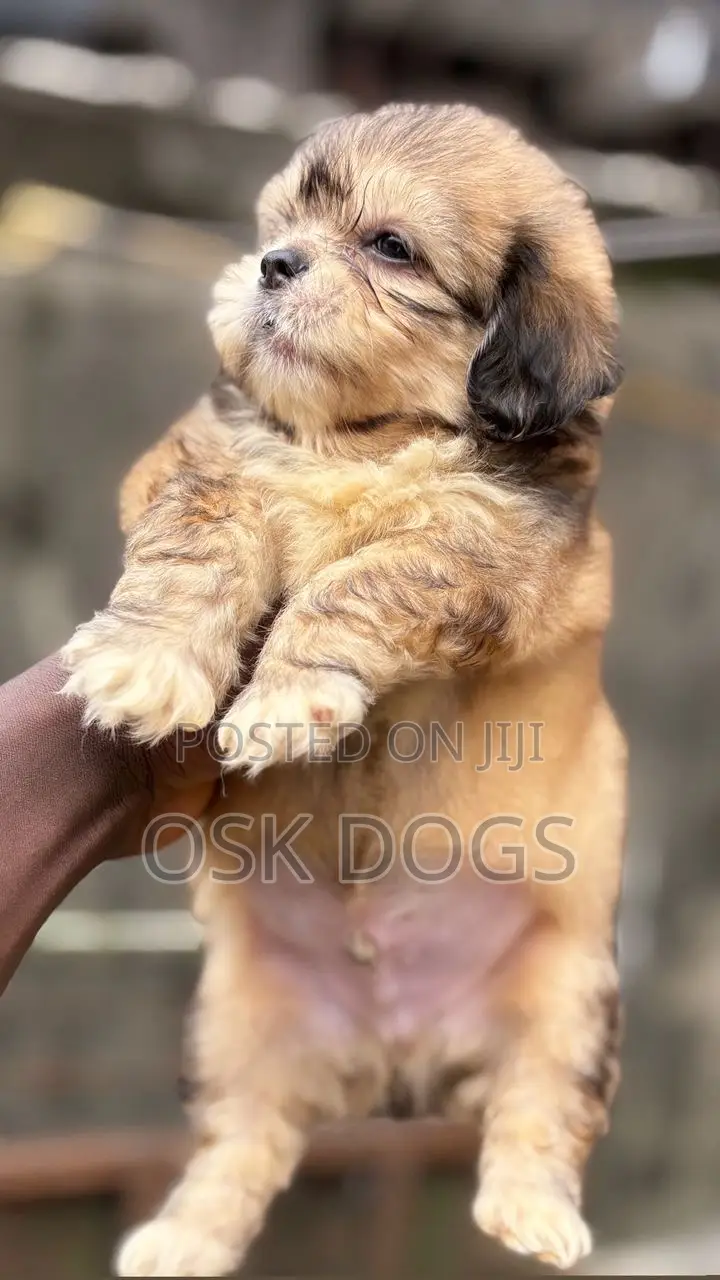 1-3 months Female Purebred Lhasa Apso