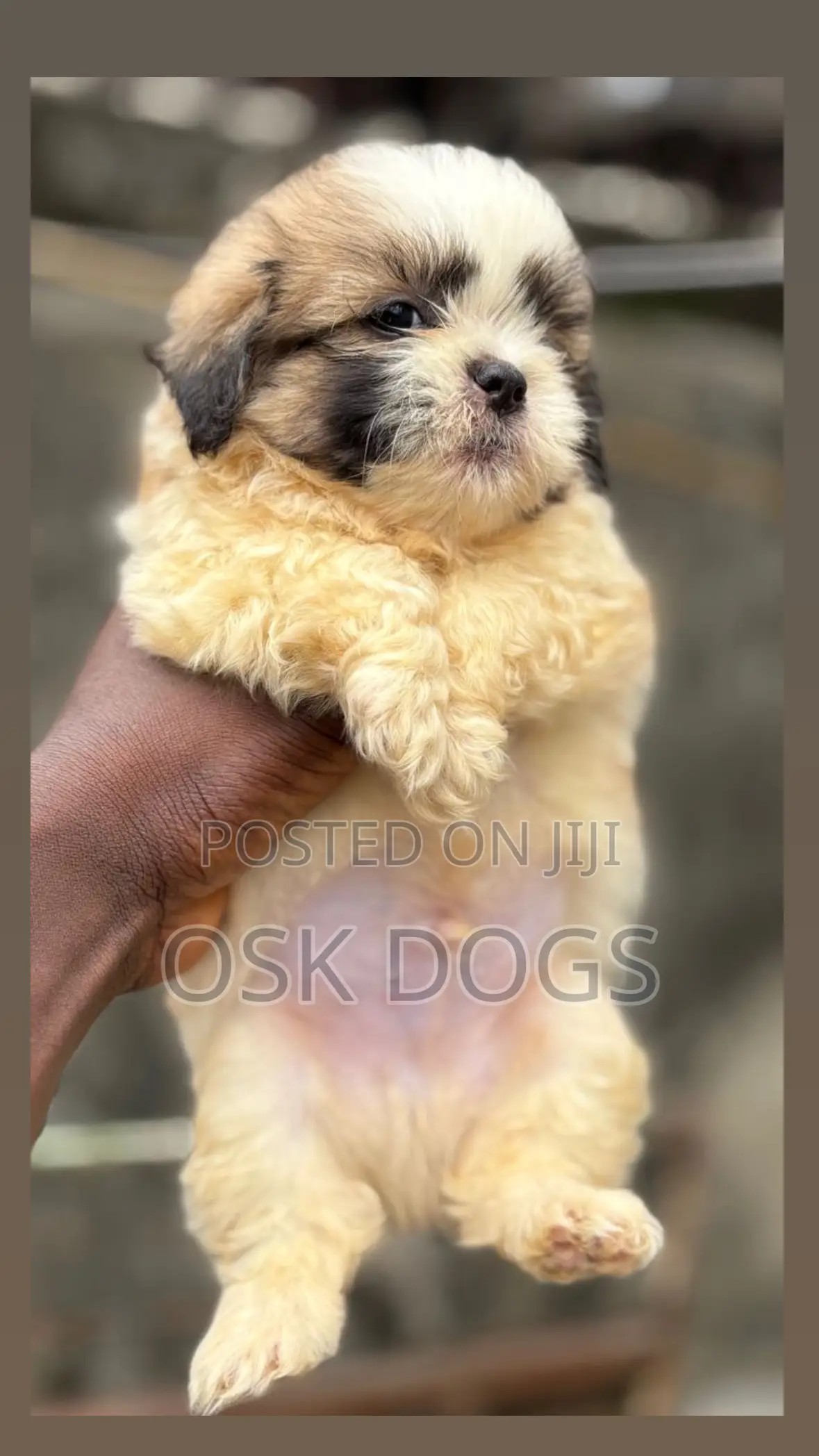 1-3 months Female Purebred Lhasa Apso