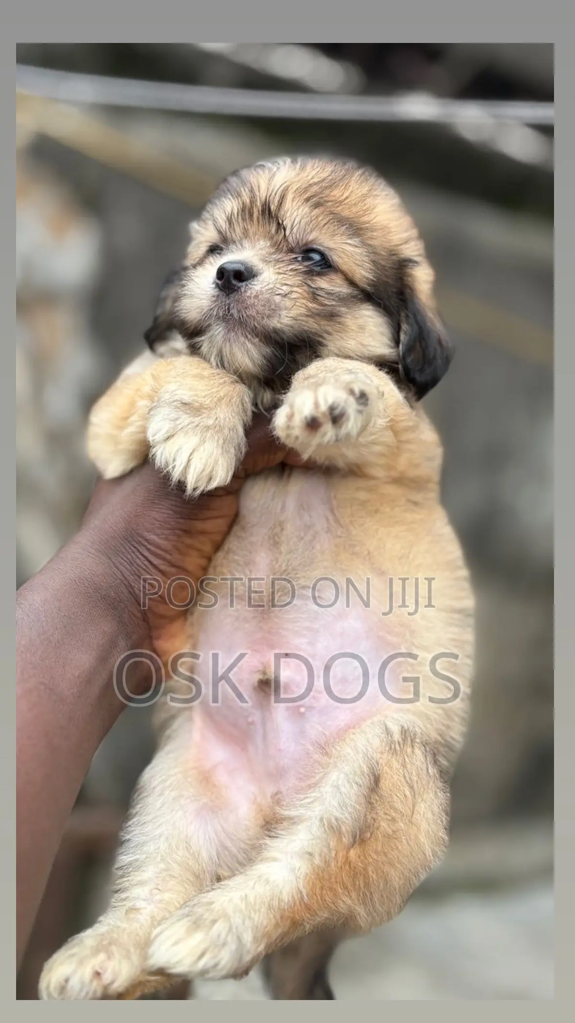 1-3 months Female Purebred Lhasa Apso