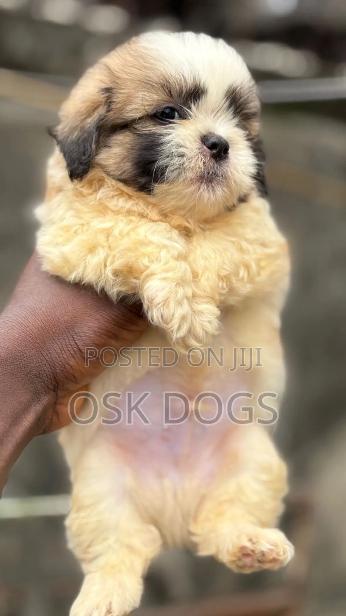 1-3 months Female Purebred Lhasa Apso