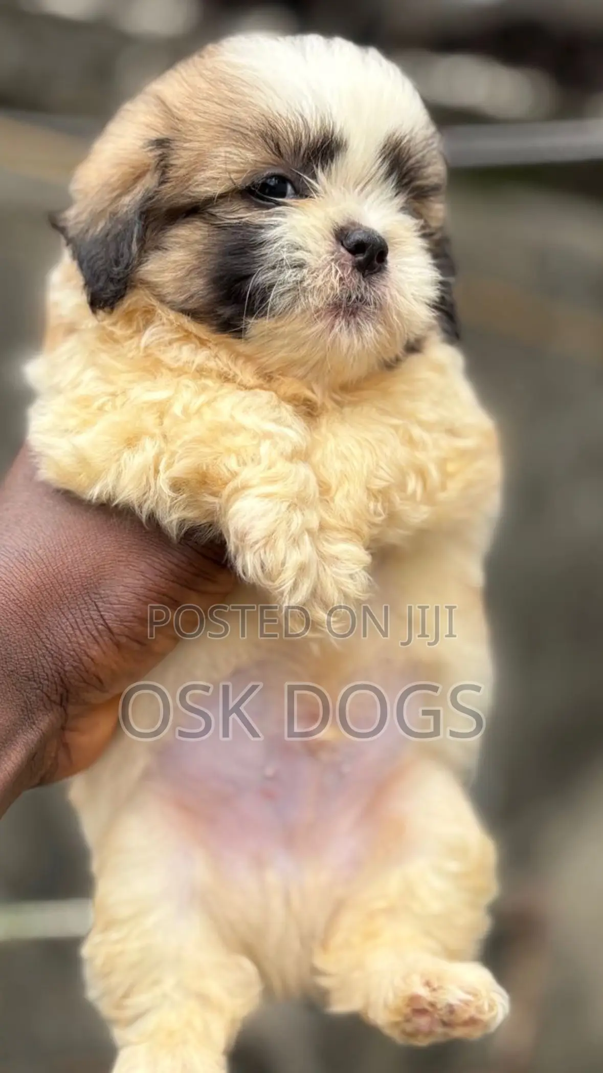 1-3 months Female Purebred Lhasa Apso