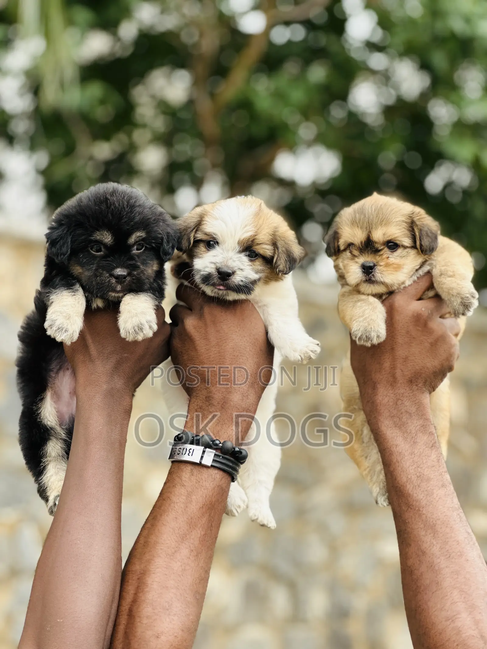 1-3 months Male Purebred Lhasa Apso