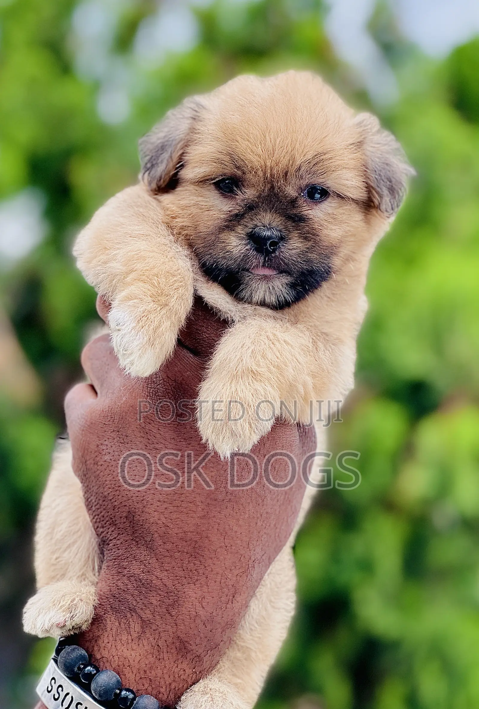 1-3 months Male Purebred Lhasa Apso