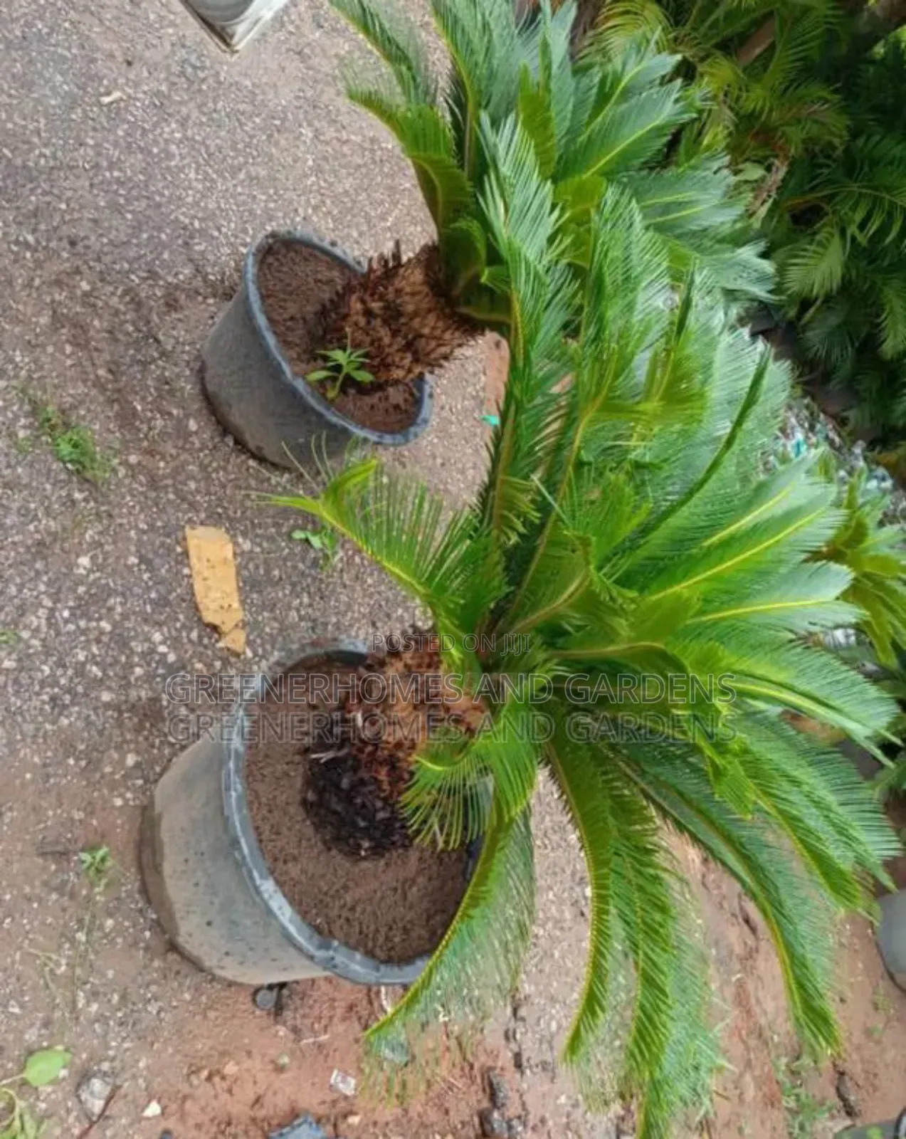 Cycas Palm