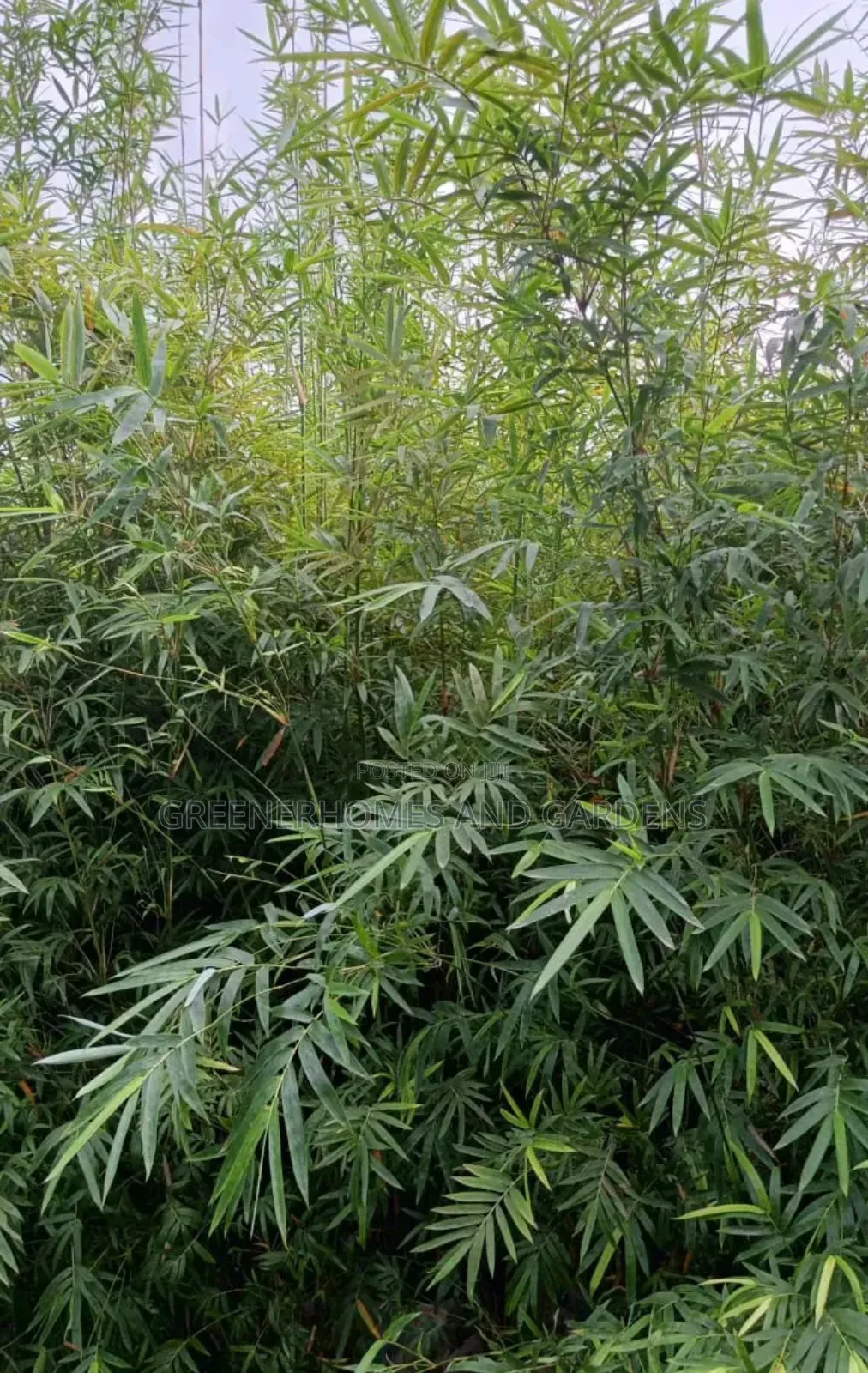 Bamboo Plants
