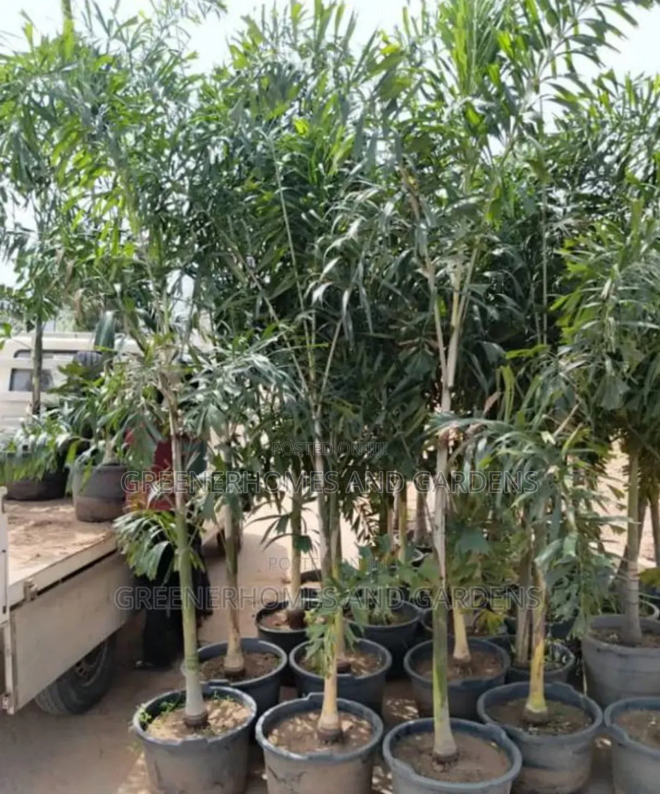 Foxtail Palm