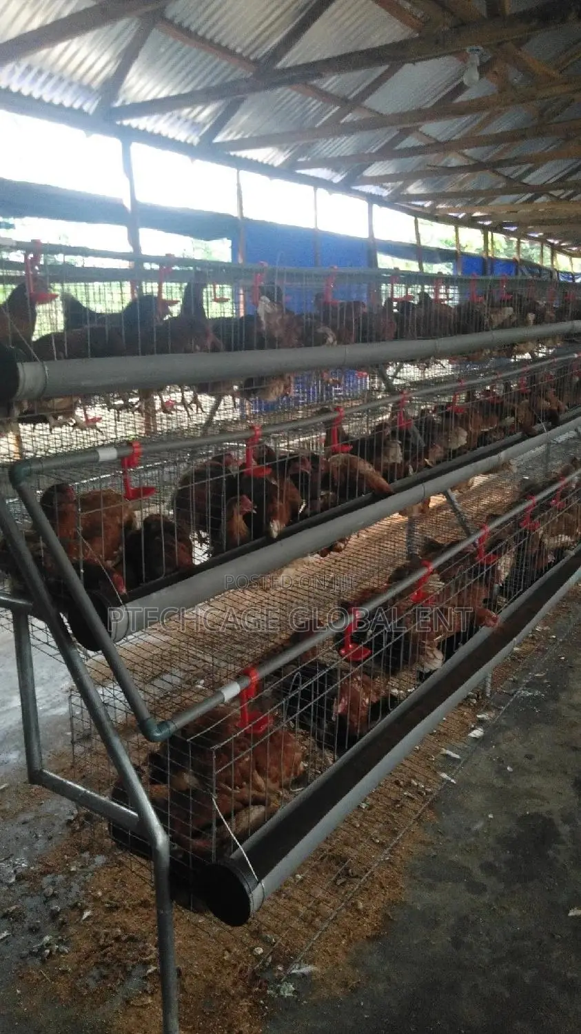 Poultry Battery Cagenation