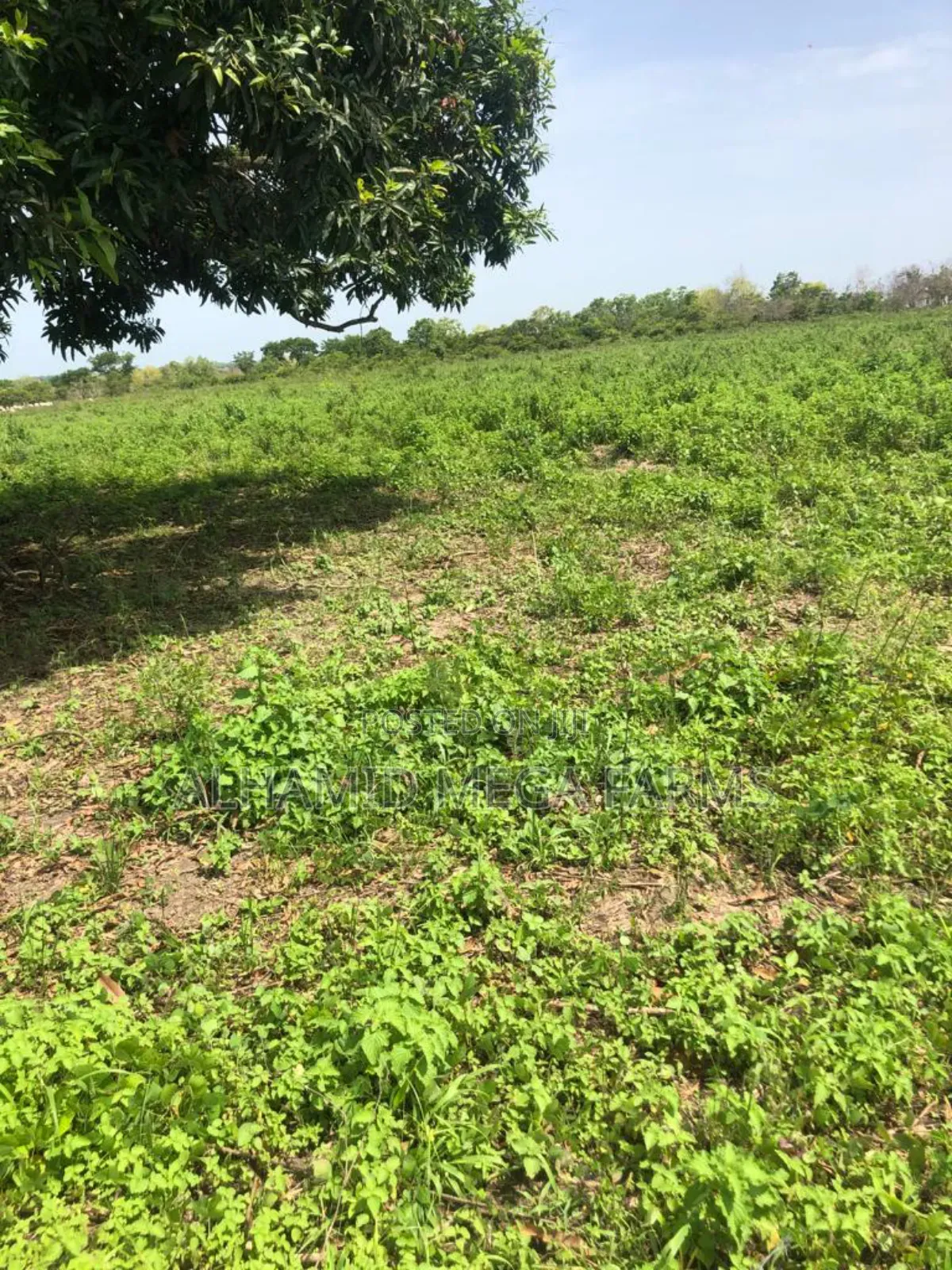 725 Acres of Farmland for Sale With Coo