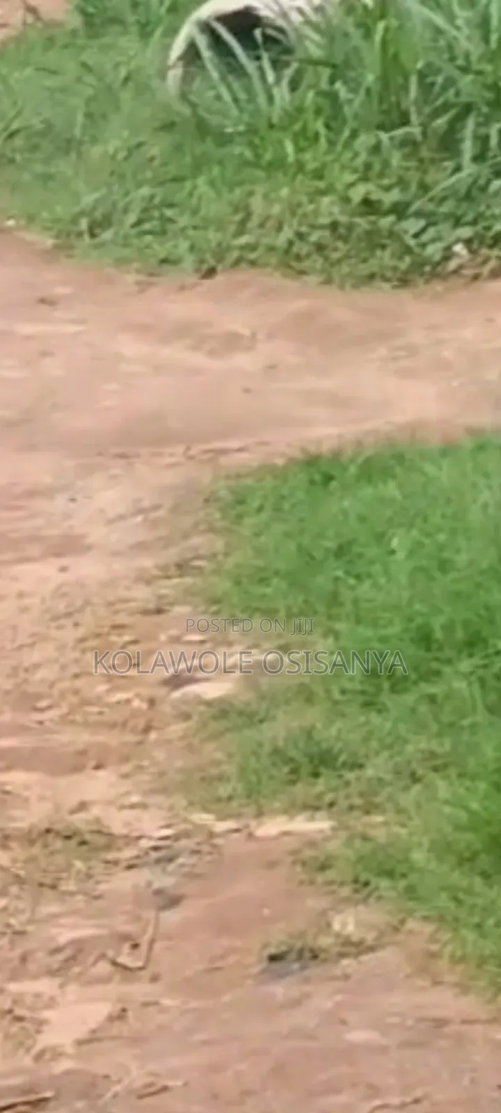 Dry 3plots Together Off Oreyo Ikoroodu