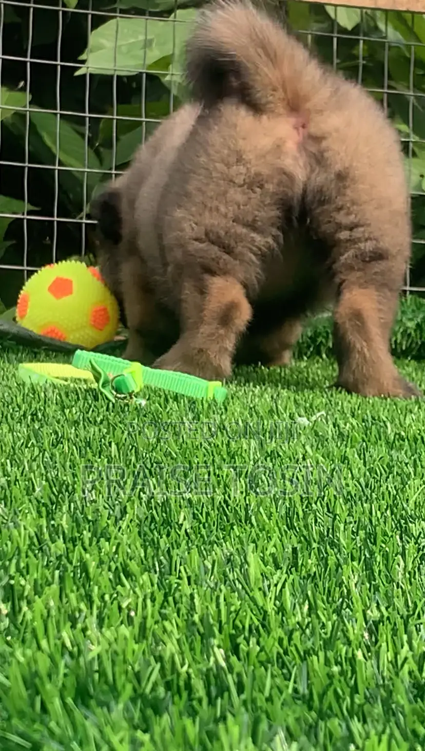 1-3 months Female Purebred Caucasian Shepherd