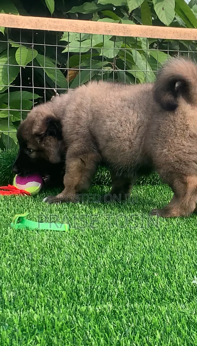 1-3 months Female Purebred Caucasian Shepherd