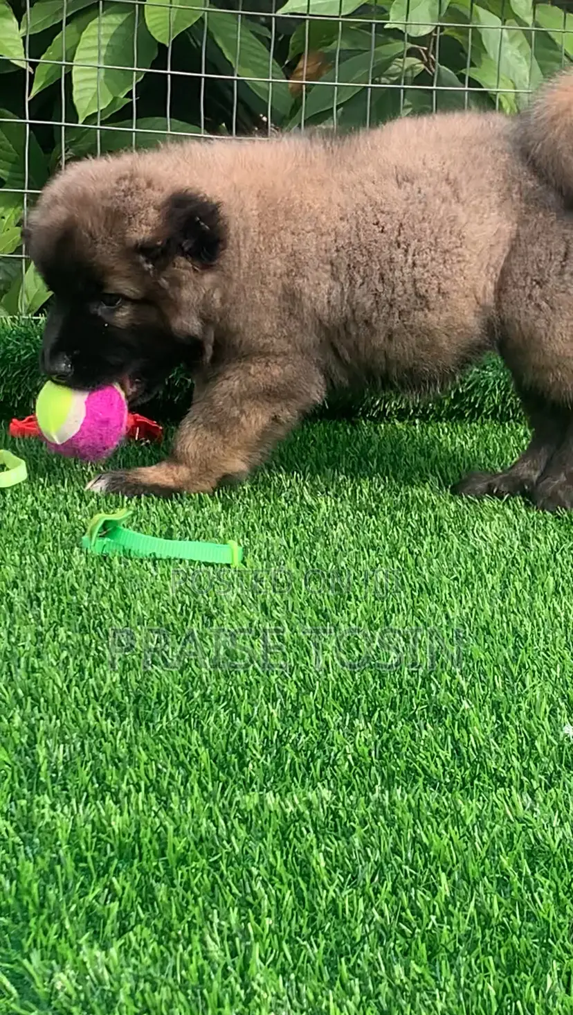 1-3 months Female Purebred Caucasian Shepherd