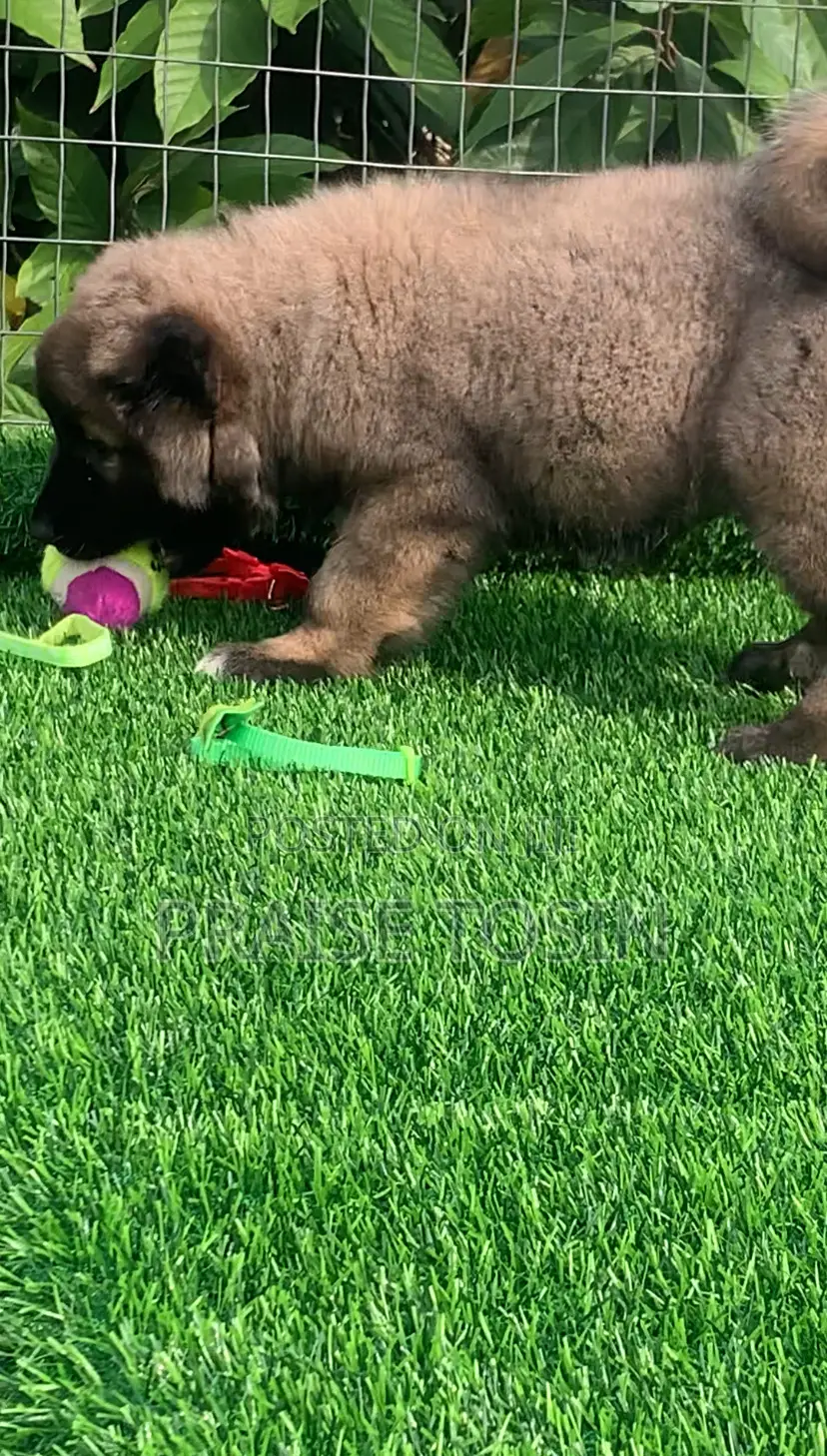 1-3 months Female Purebred Caucasian Shepherd