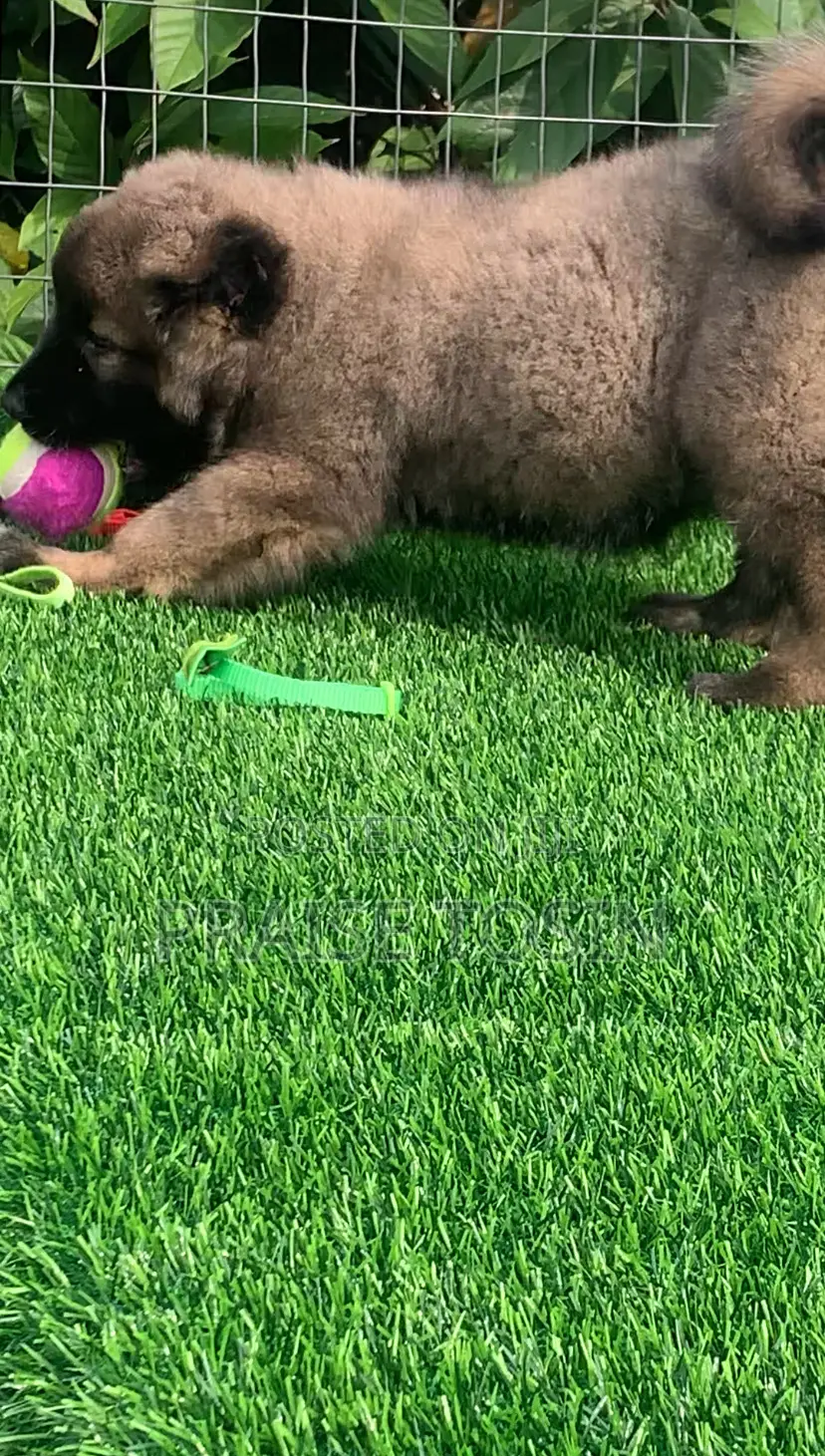 1-3 months Female Purebred Caucasian Shepherd