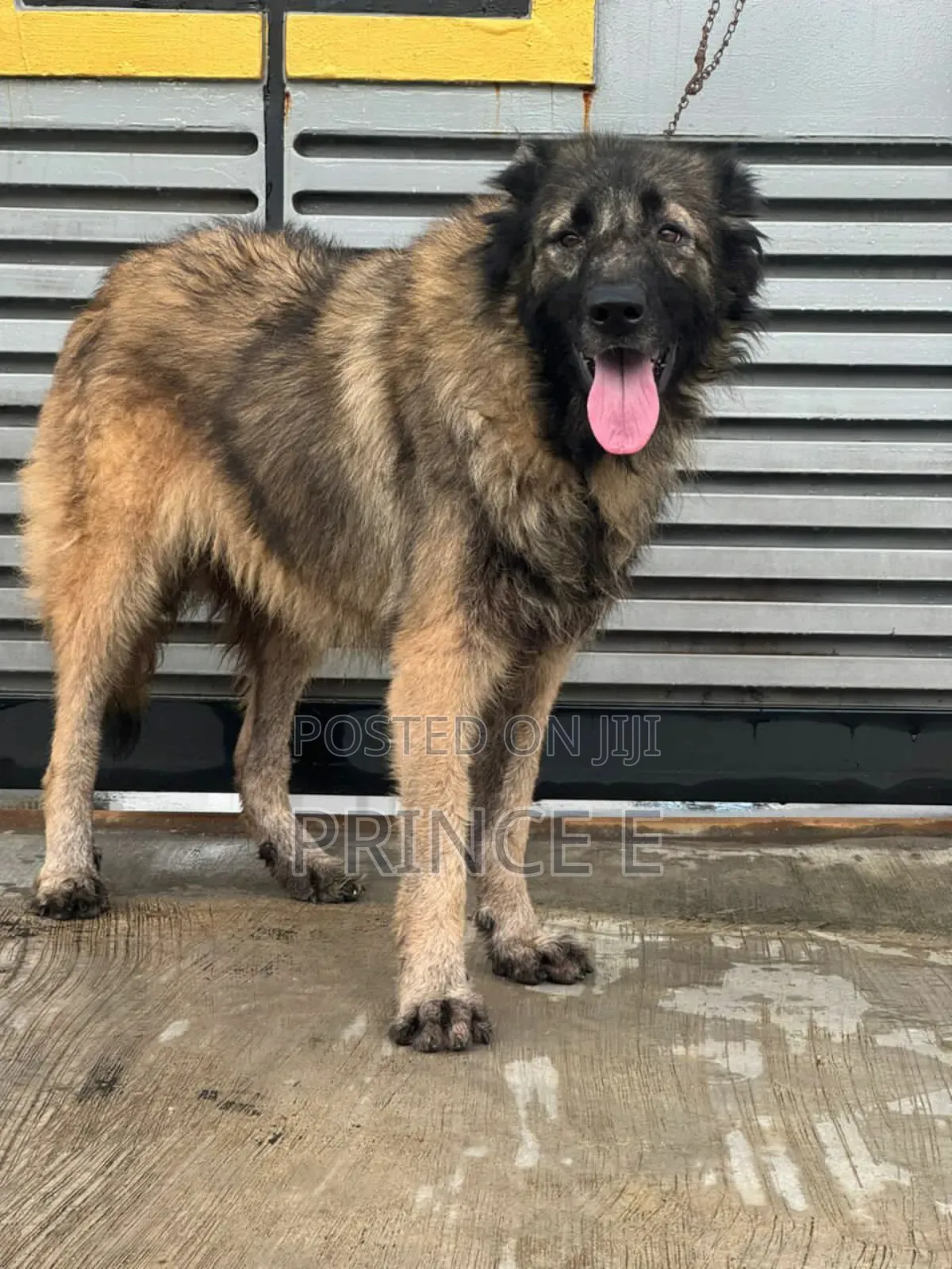 1+ year Female Purebred Caucasian Shepherd