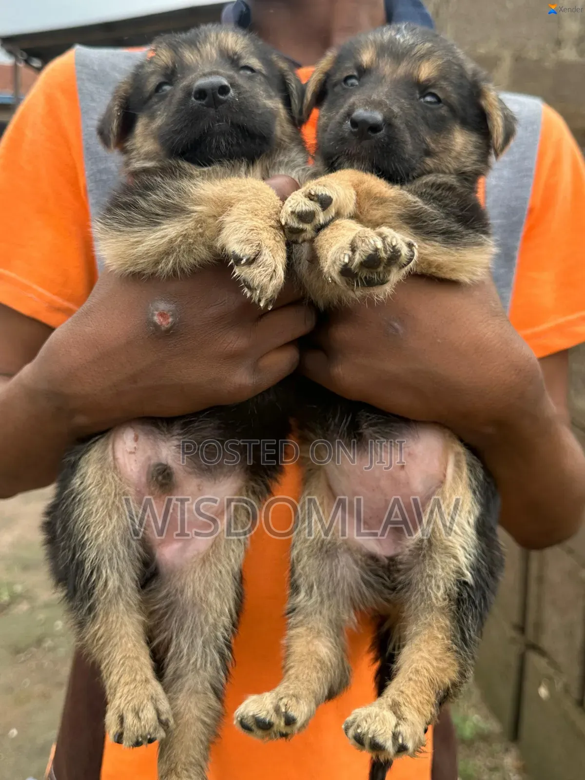 1-3 months Female Purebred German Shepherd