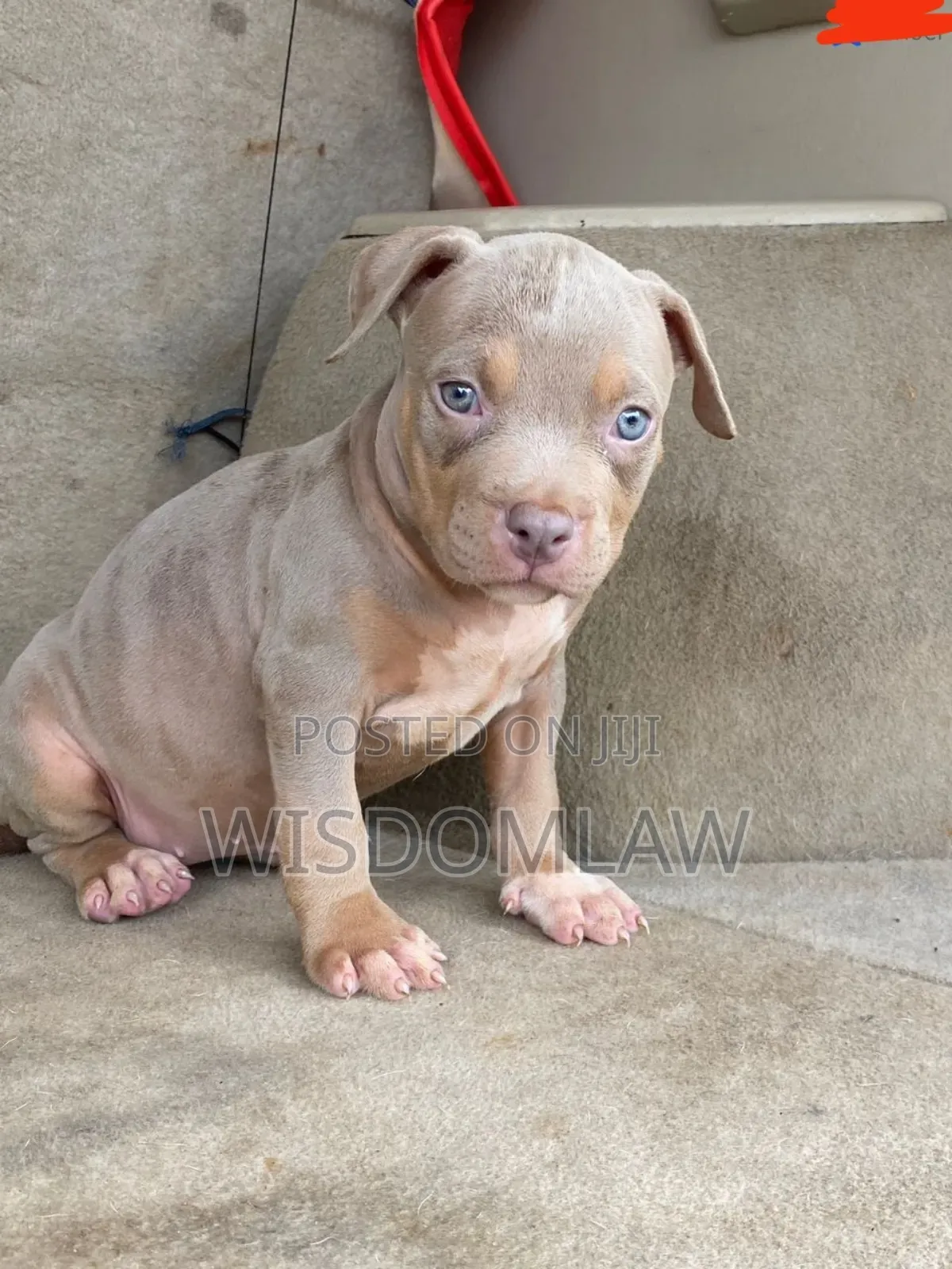 1-3 months Female Purebred American Bully