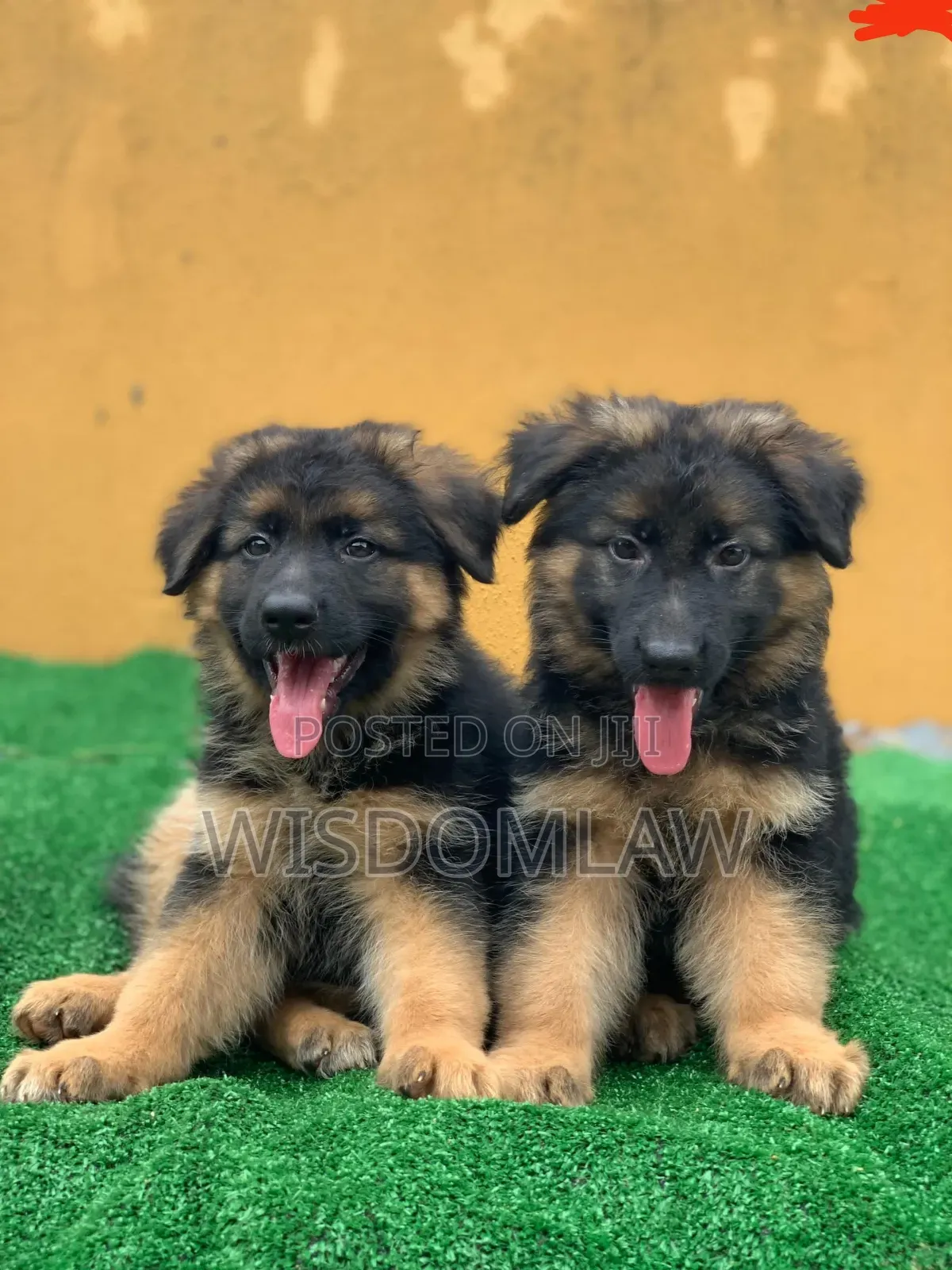 1-3 months Female Purebred German Shepherd