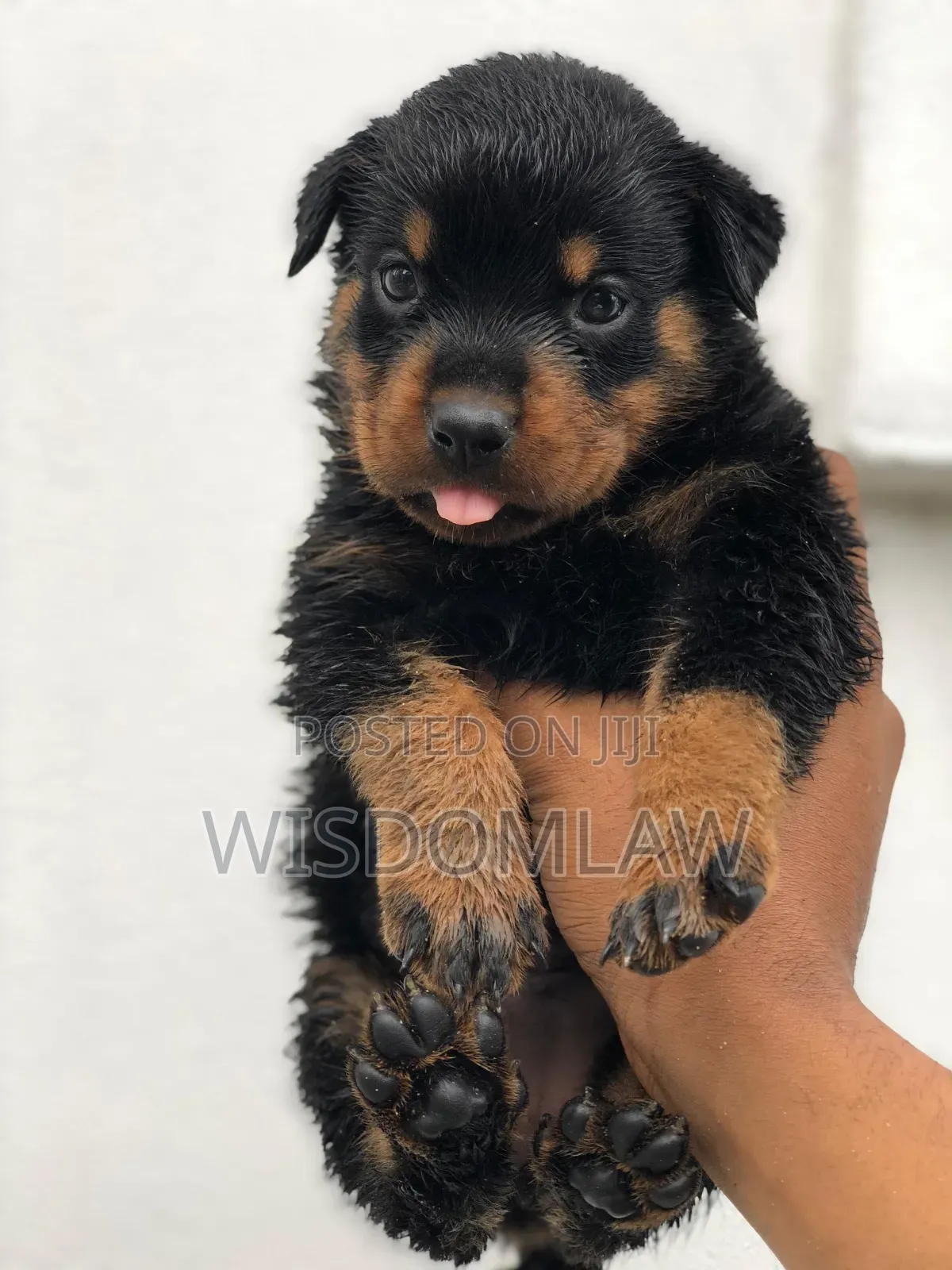 1-3 months Female Purebred Rottweiler