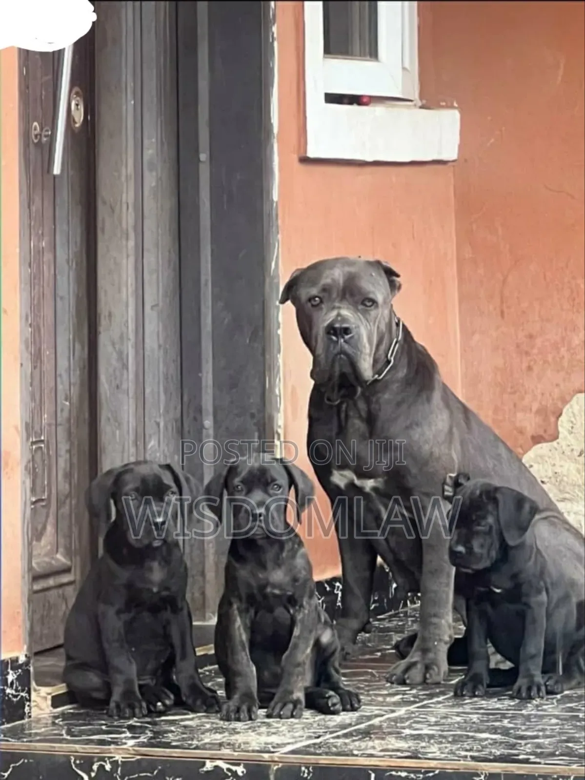 3-6 months Female Purebred Cane Corso