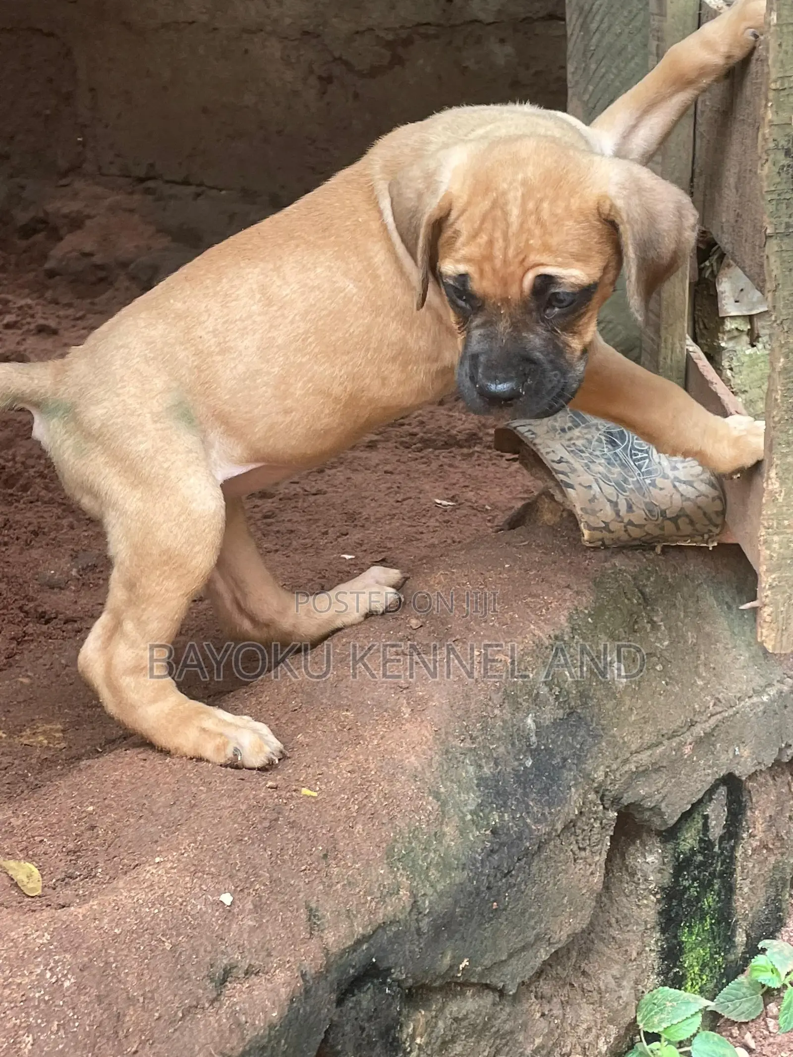 1-3 months Female Purebred Boerboel