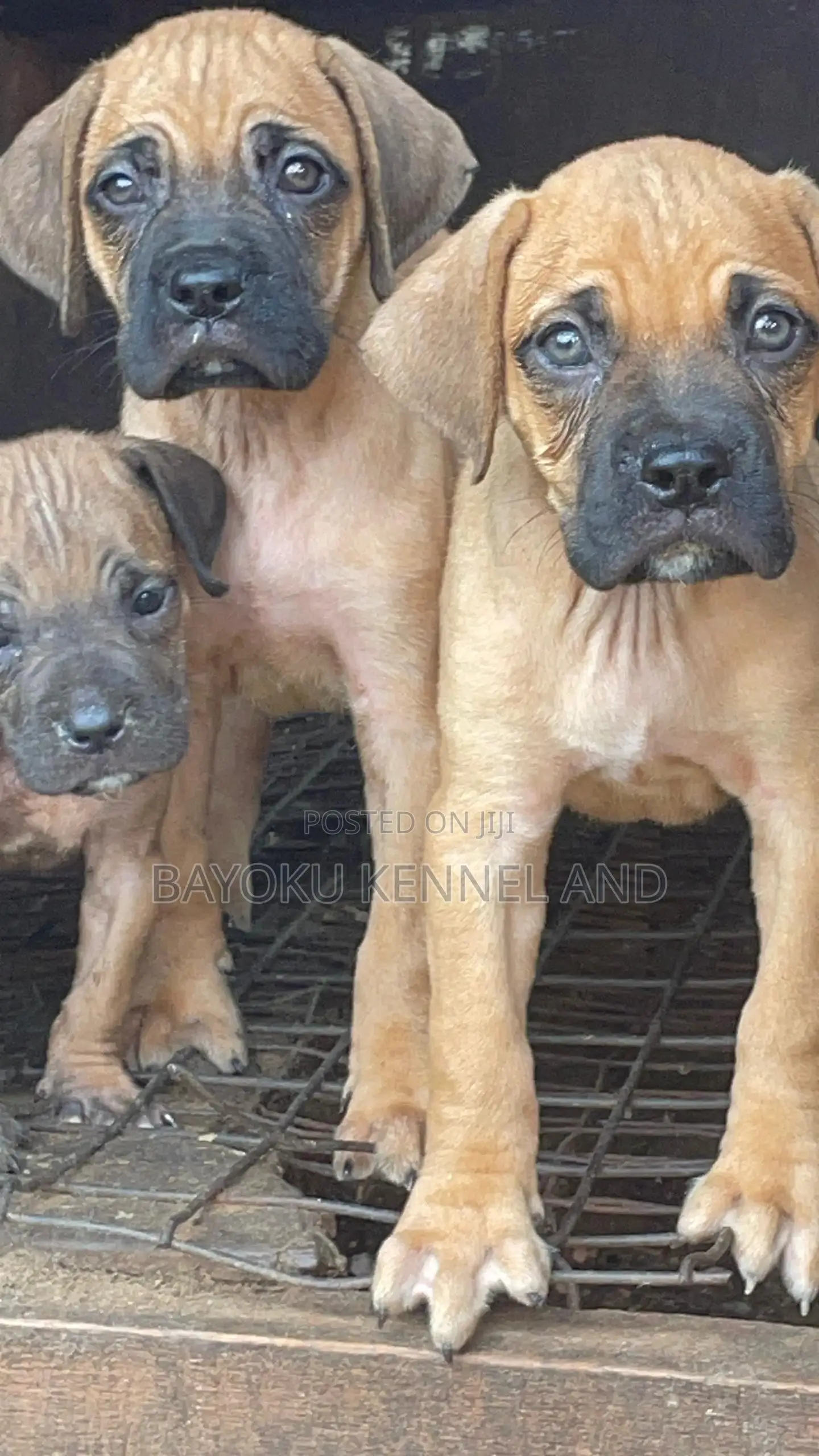 1-3 months Female Purebred Boerboel