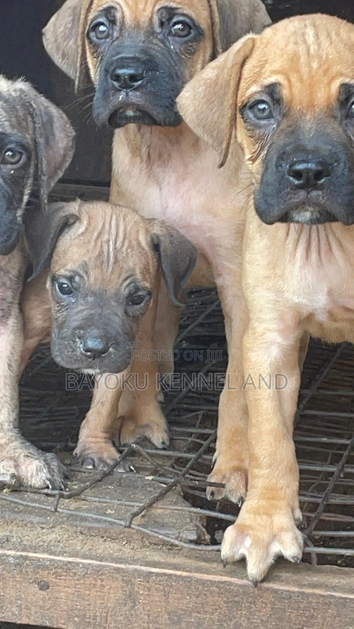 1-3 months Female Purebred Boerboel