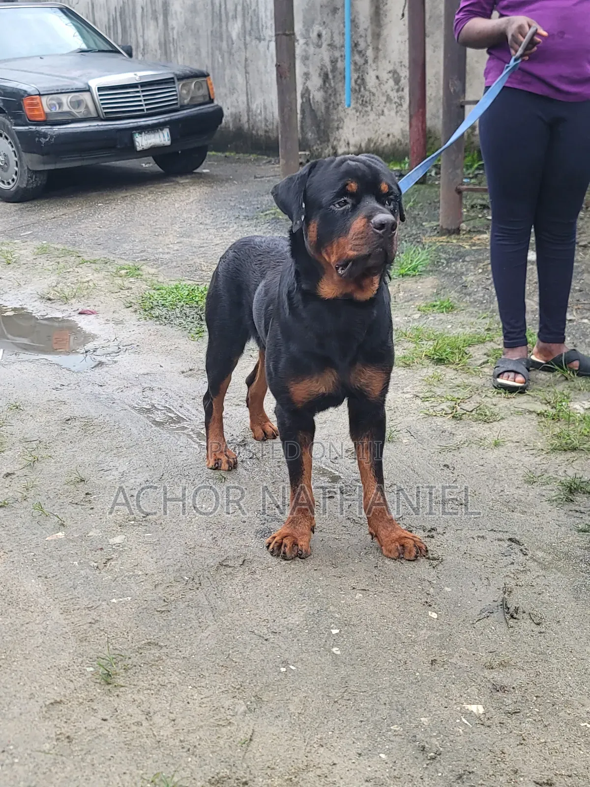 1+ year Male Purebred Rottweiler