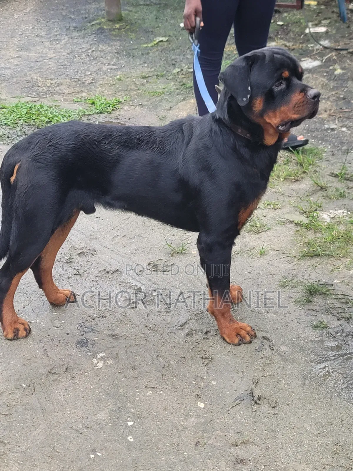 1+ year Male Purebred Rottweiler
