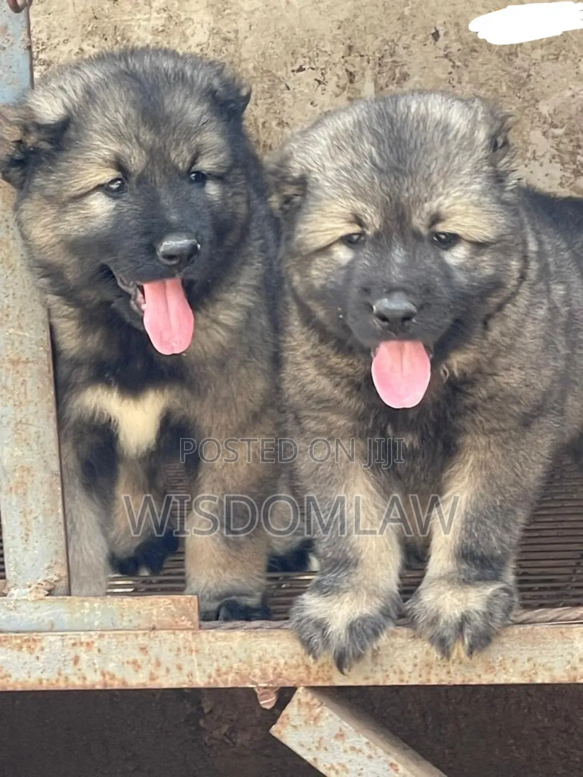 1-3 months Male Purebred Caucasian Shepherd