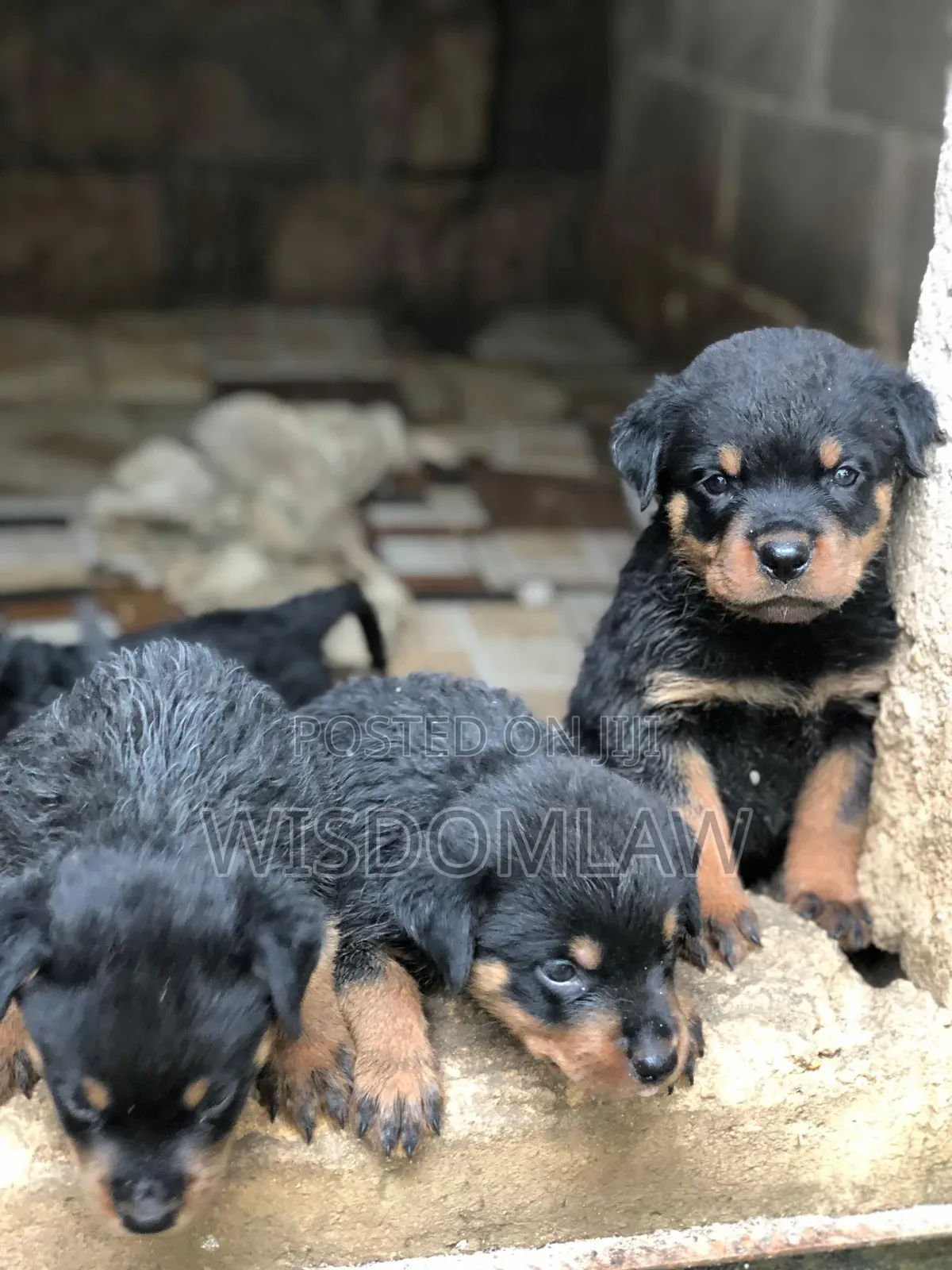 1-3 months Male Purebred Rottweiler