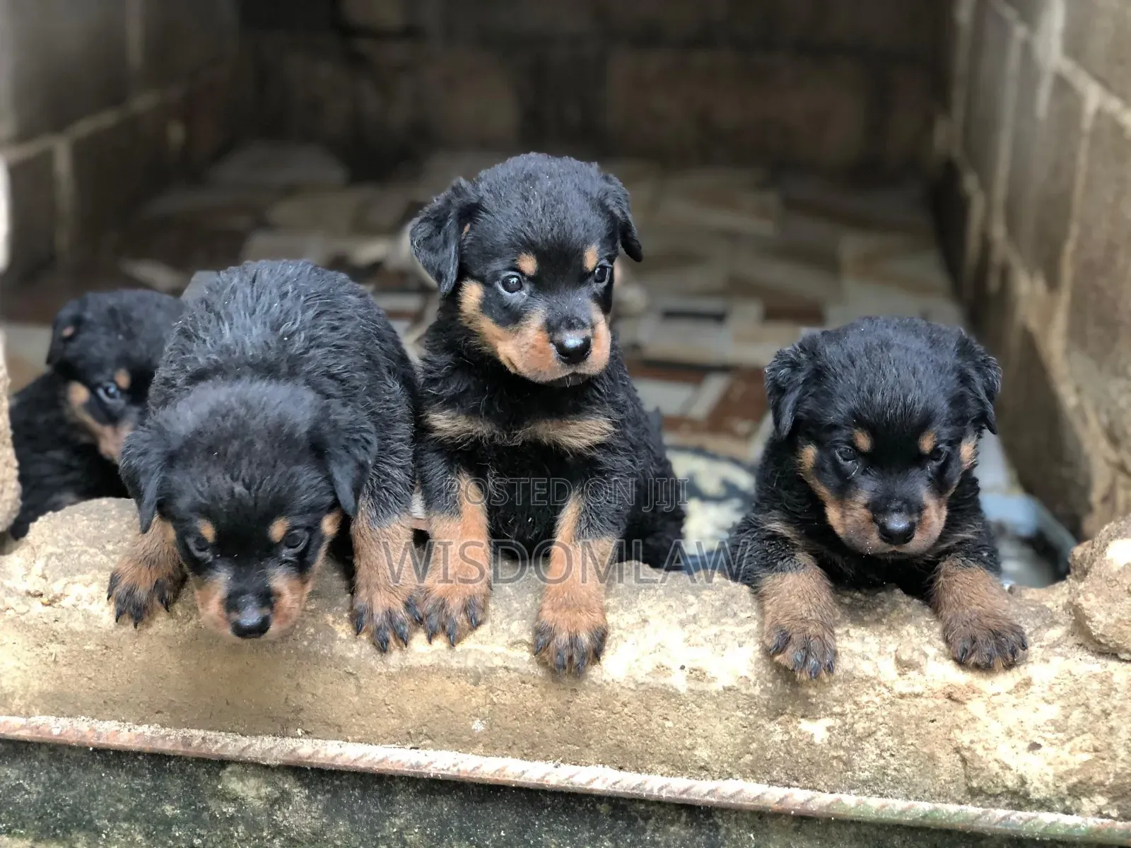 1-3 months Male Purebred Rottweiler