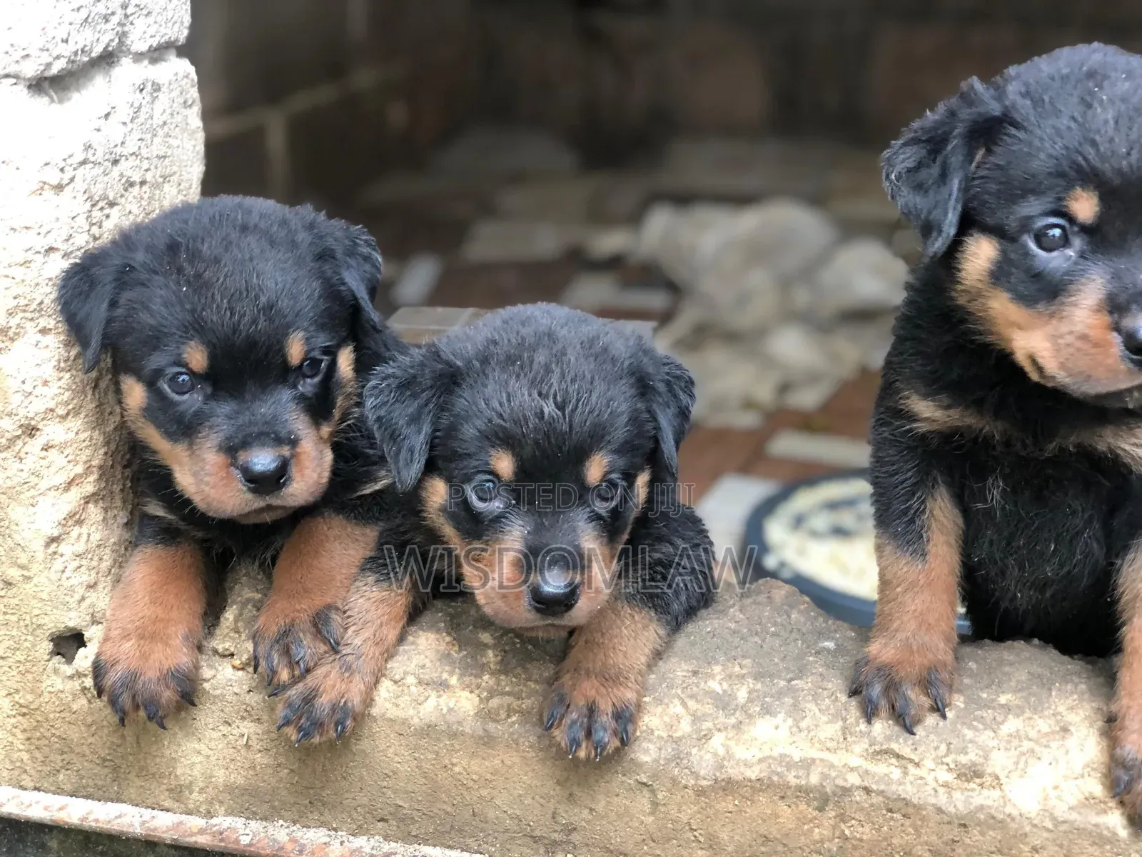 1-3 months Female Purebred Rottweiler